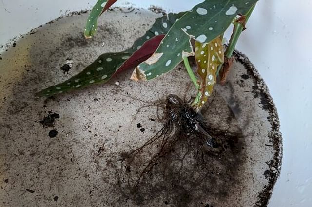 Begonia Maculata with water clean roots