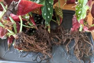 Begonia Maculata without soil on roots Begonia Maculata without soil on roots