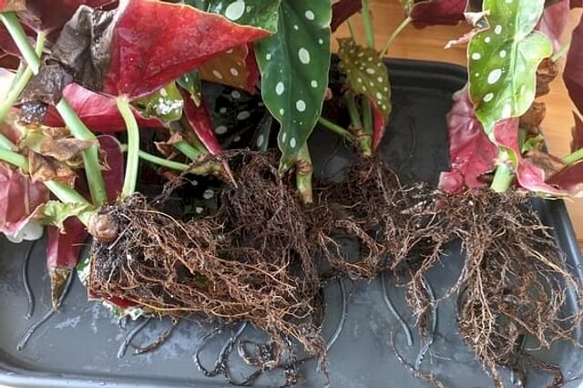 Begonia Maculata without soil on roots
