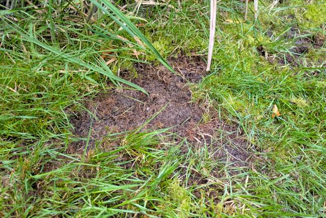 bib-patch-of-grass-20250817.jpg