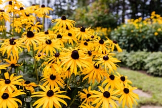 Black eyed Susan outdoors Black eyed Susan outdoors