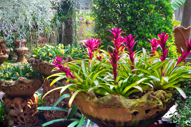 Bromelia's in de zon buiten