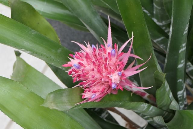 Flower on a bromeliad