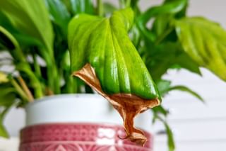 Brown tips on Peace Lily Brown tips on Peace Lily