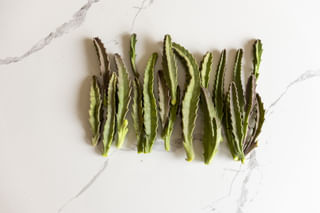 Cactus cuttings Cactus cuttings