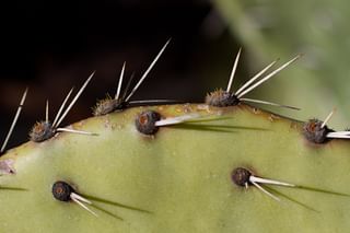 Pests on a cactus Pests on a cactus