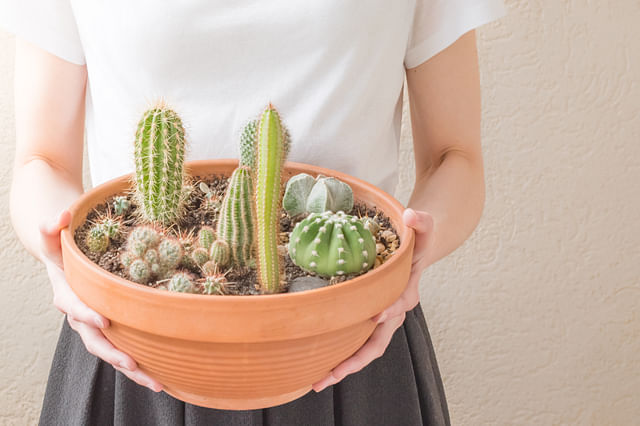 Cactus in een terra cotta pot