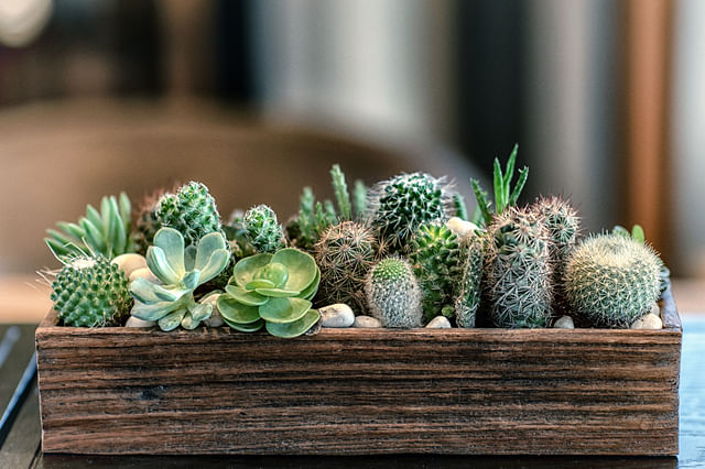 Cactus vs vetplant
