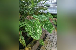 Caladium Hilo Beauty Caladium Hilo Beauty