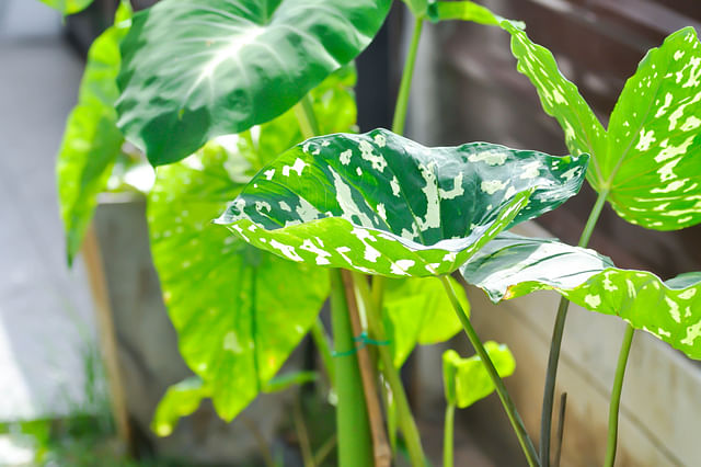 De ultieme plantenverzorgingsgids voor het verzorgen van een Caladium Hilo Beauty
