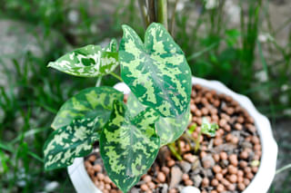 Caladium Hilo Beauty outdoors Caladium Hilo Beauty outdoors