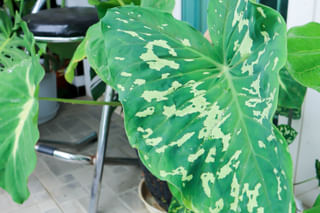 Caladium Hilo Beauty Size Caladium Hilo Beauty Size