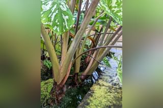 Caladium Hilo Beauty Caladium Hilo Beauty