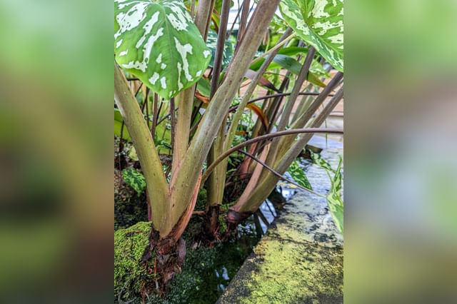 Caladium Hilo Beauty Caladium Hilo Beauty