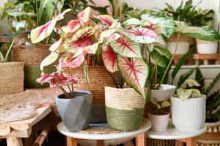 The ultimate plant care guide for the Caladium bicolor (White Queen) The ultimate plant care guide for the Caladium bicolor (White Queen)