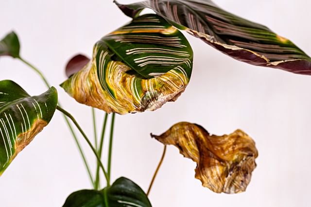 Calathea Ornata crispy leaves