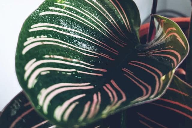 Calathea Ornata leaf in Leca