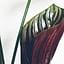 How to grow a Calathea in Leca