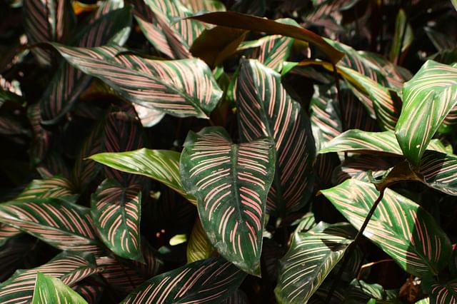 Calathea Ornata Light exposure