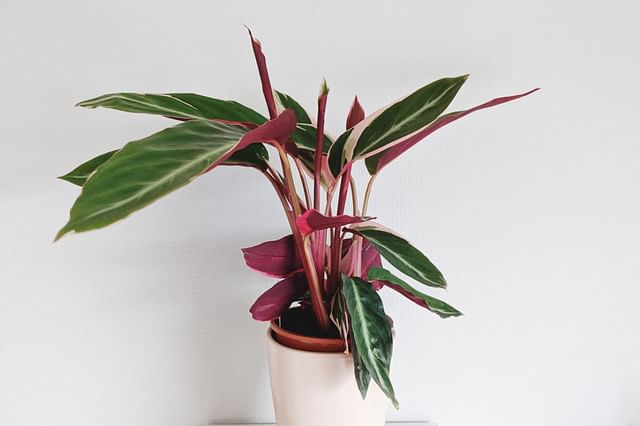 The ultimate plant care guide for a Calathea Triostar