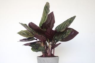 Calathea in soil Calathea in soil