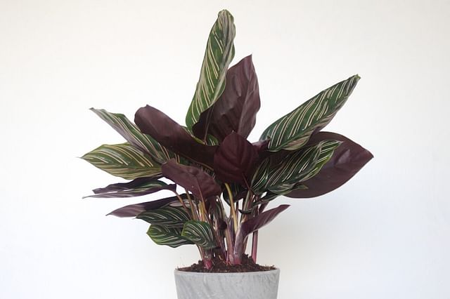 "Calathea"