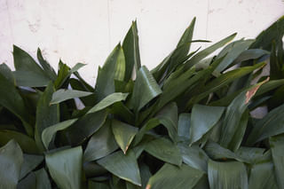 The ultimate guide to taking care of a Cast Iron Plant (Aspidistra elatior) The ultimate guide to taking care of a Cast Iron Plant (Aspidistra elatior)