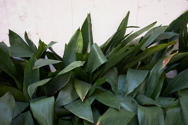 The ultimate guide to taking care of a Cast Iron Plant (Aspidistra elatior)