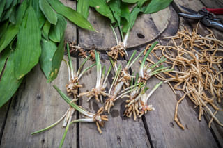 Cast Iron Plant propagation Cast Iron Plant propagation