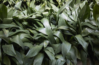 Cast Iron Plant sunlight Cast Iron Plant sunlight