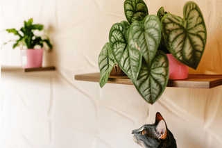 Cat with an Alocasia Silver dragon Cat with an Alocasia Silver dragon
