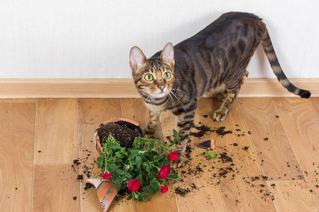 The best pet friendly houseplants for pet owners