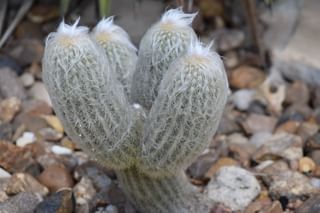 The ultimate plant care guide for the Cephalocereus senilis (Old Man Cactus) The ultimate plant care guide for the Cephalocereus senilis (Old Man Cactus)