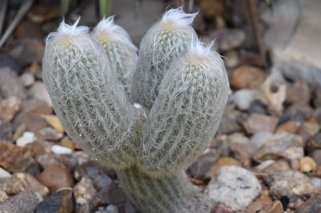 Cephalocereus senilis (Old Man Cactus)