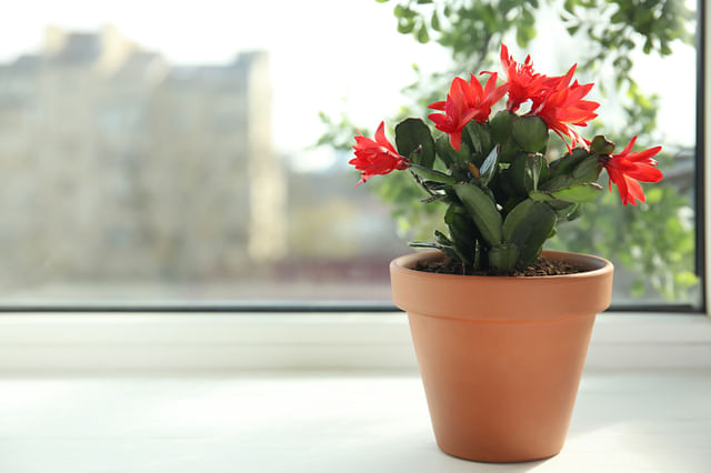 Christmas cactus in a windowsill