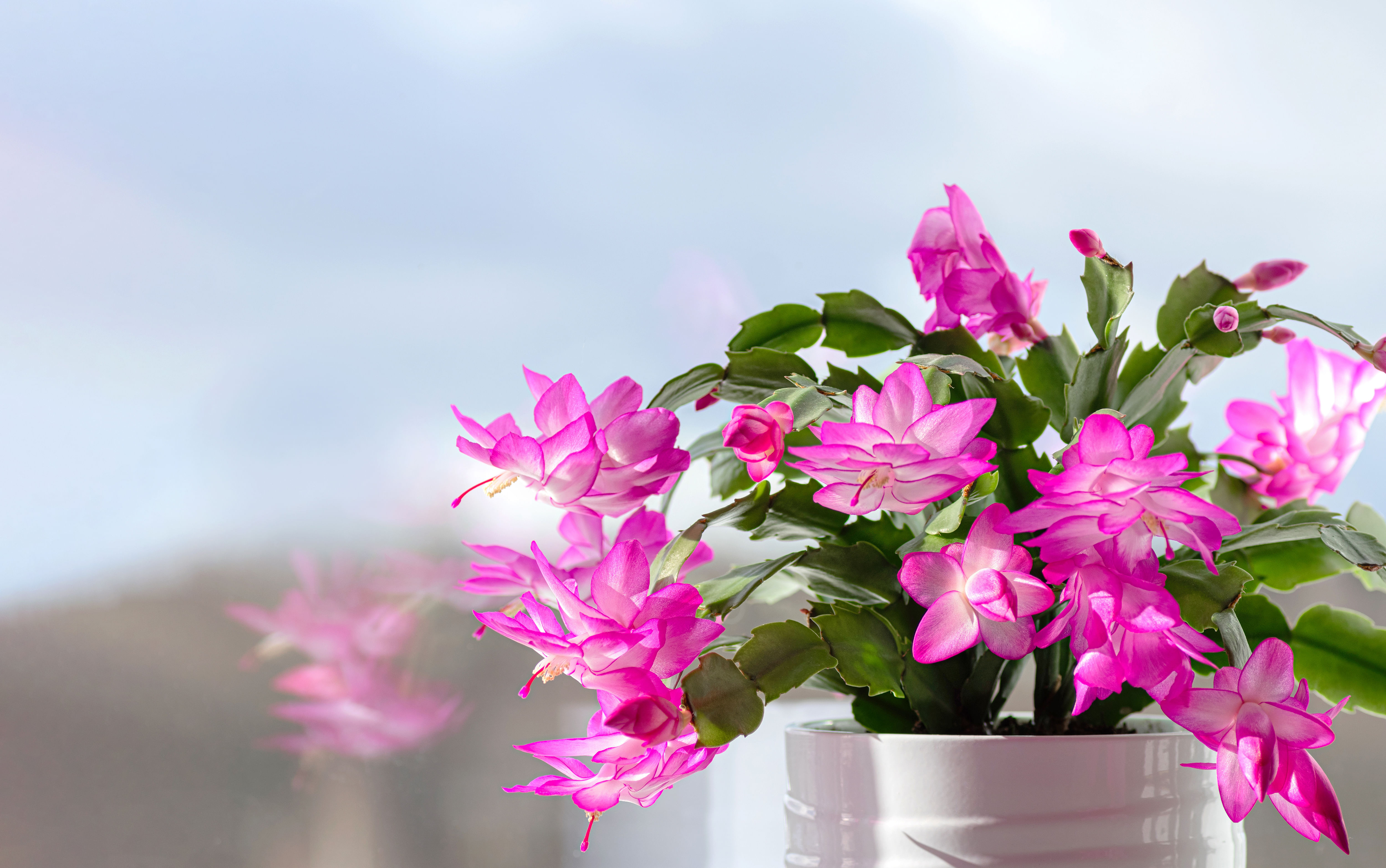how-to-care-for-a-christmas-cactus