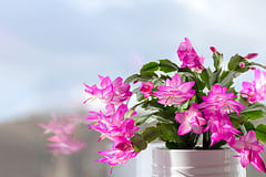 How to care for a Christmas cactus