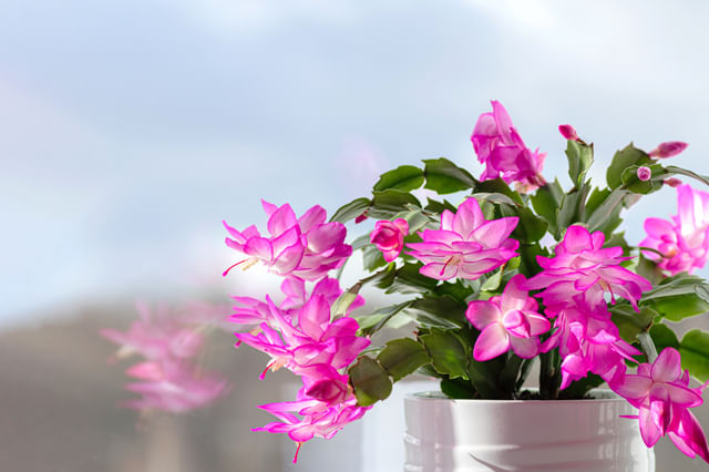 Hoe zorg je voor een kerstcactus?