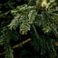How to keep your Christmas tree looking better for longer