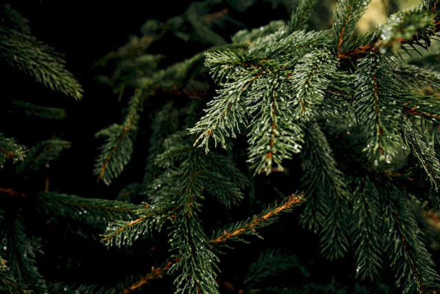 Kerstboom in de natuur