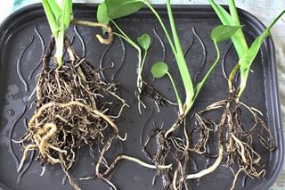 Clean Monstera roots after cleaning in water Clean Monstera roots after cleaning in water