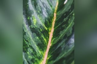 Closeup Aglaonema leaf Closeup Aglaonema leaf