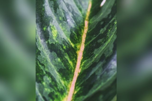 Closeup Aglaonema blad Closeup Aglaonema blad