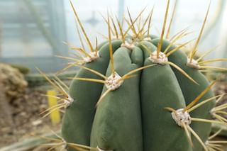 Cactus pruning Cactus pruning