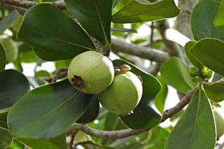 The ultimate plant care guide for the Clusia Rosea (Autograph Tree) The ultimate plant care guide for the Clusia Rosea (Autograph Tree)