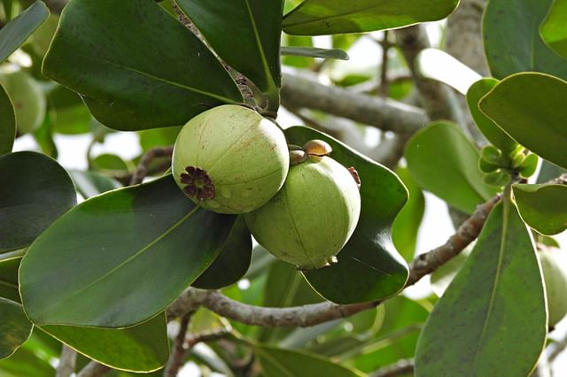 Clusia Rosea (Autograph tree)