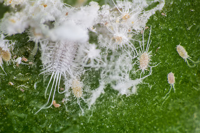 Mealybugs on a houseplant