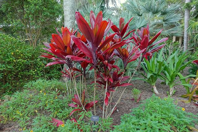 cordyline-fruticosa-dsc03046.jpg
