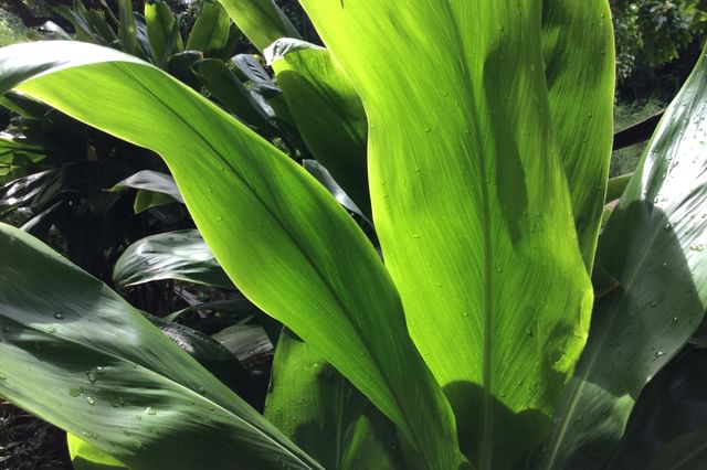 Hoe zorg je voor de Ti Plant?