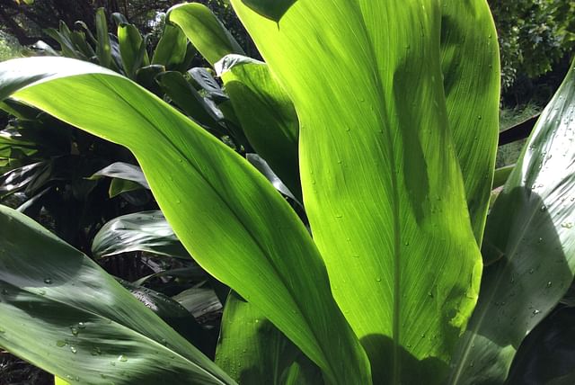 cordyline-fruticosa-ti-plant.jpg